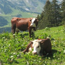 Histoire du véritable Reblochon des Aravis